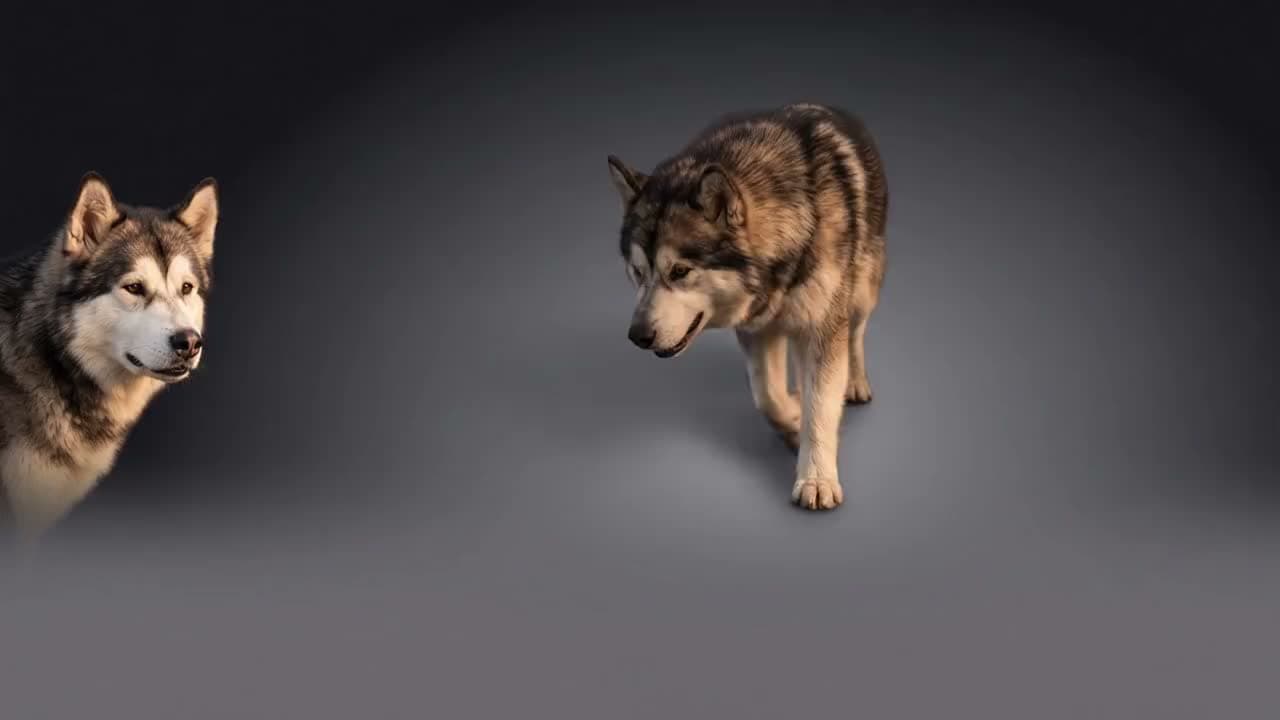 Die Malamutes vor grauem Studiohintergrund