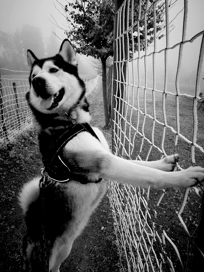 Alaskan Malamute YUMA – Feel Good Manager bei THE MALAMUTE