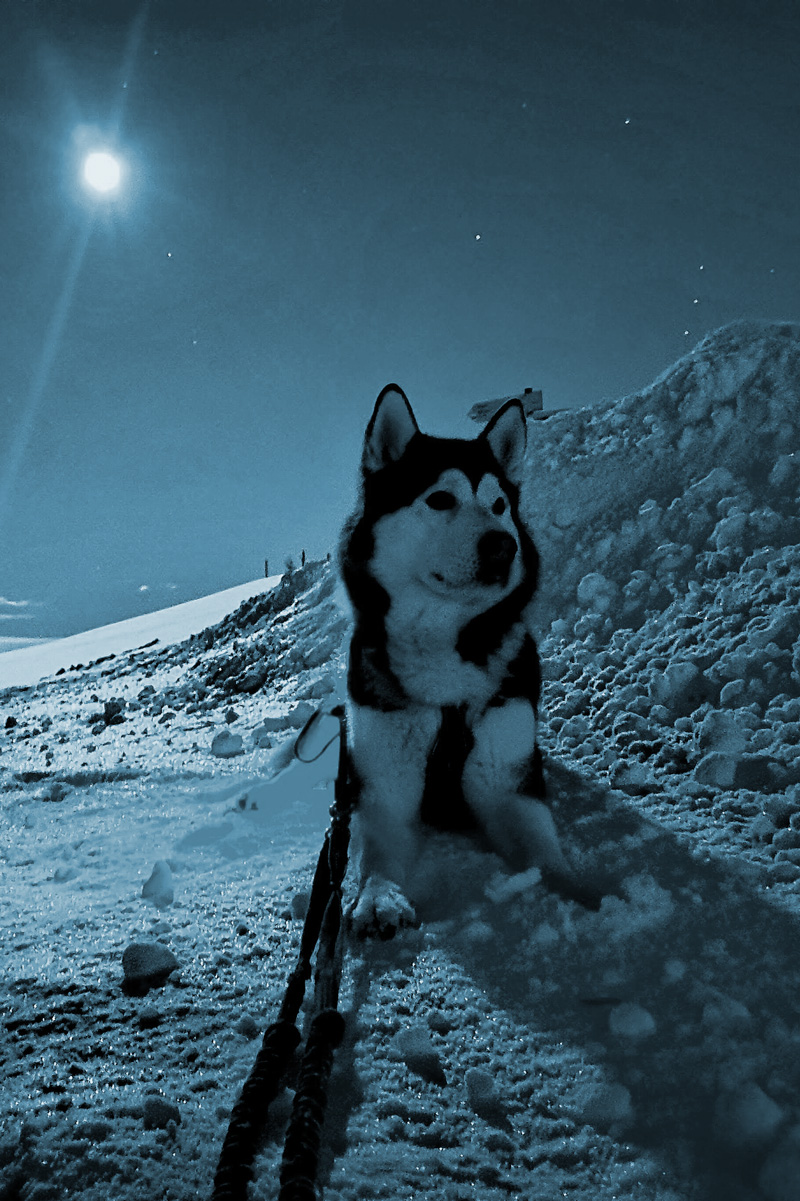 Alaskan Malamute YUMA im Schnee – Feel Good Manager bei THE MALAMUTE